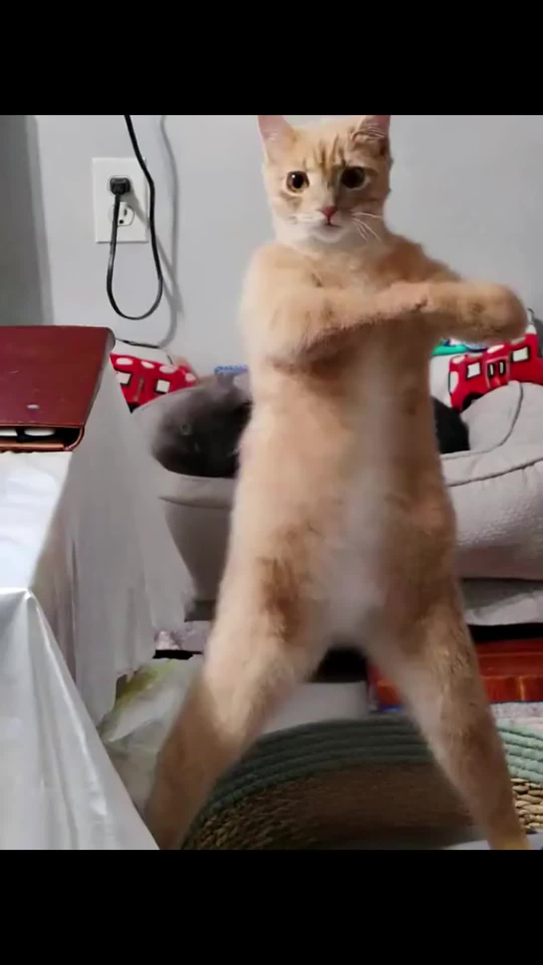 Download Trending GIFs for Free – No Signup Needed