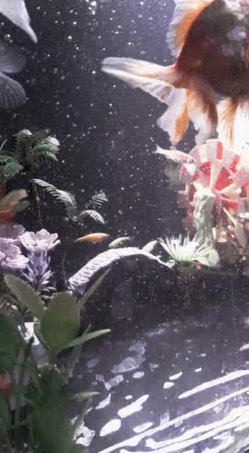 review image 2
