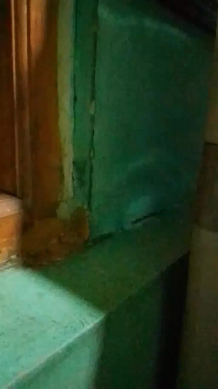review image 5