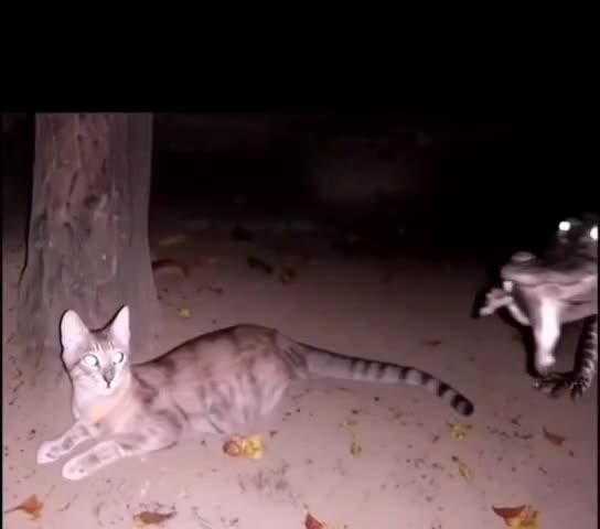 review image 7