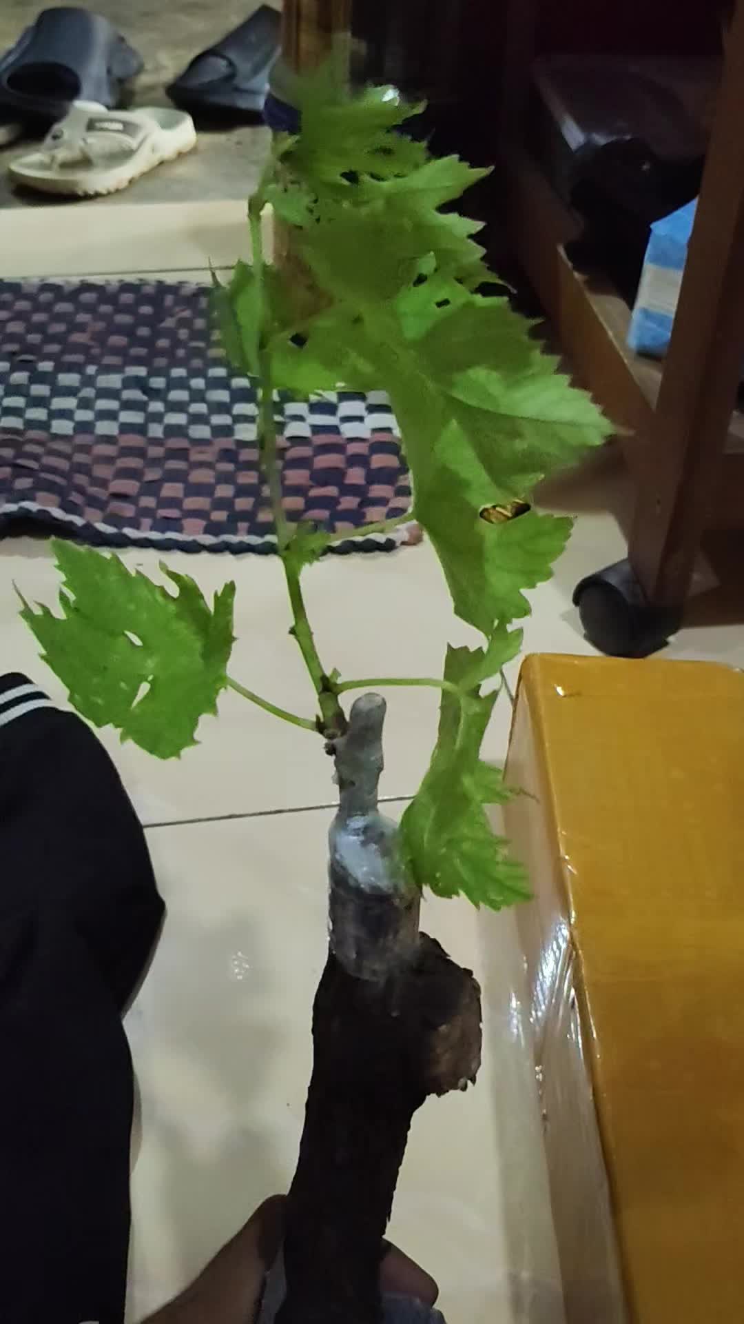 review image 0