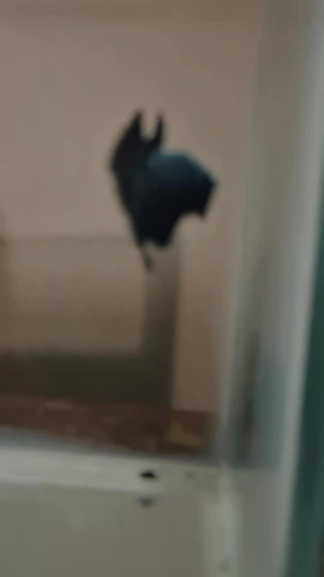 review image 2