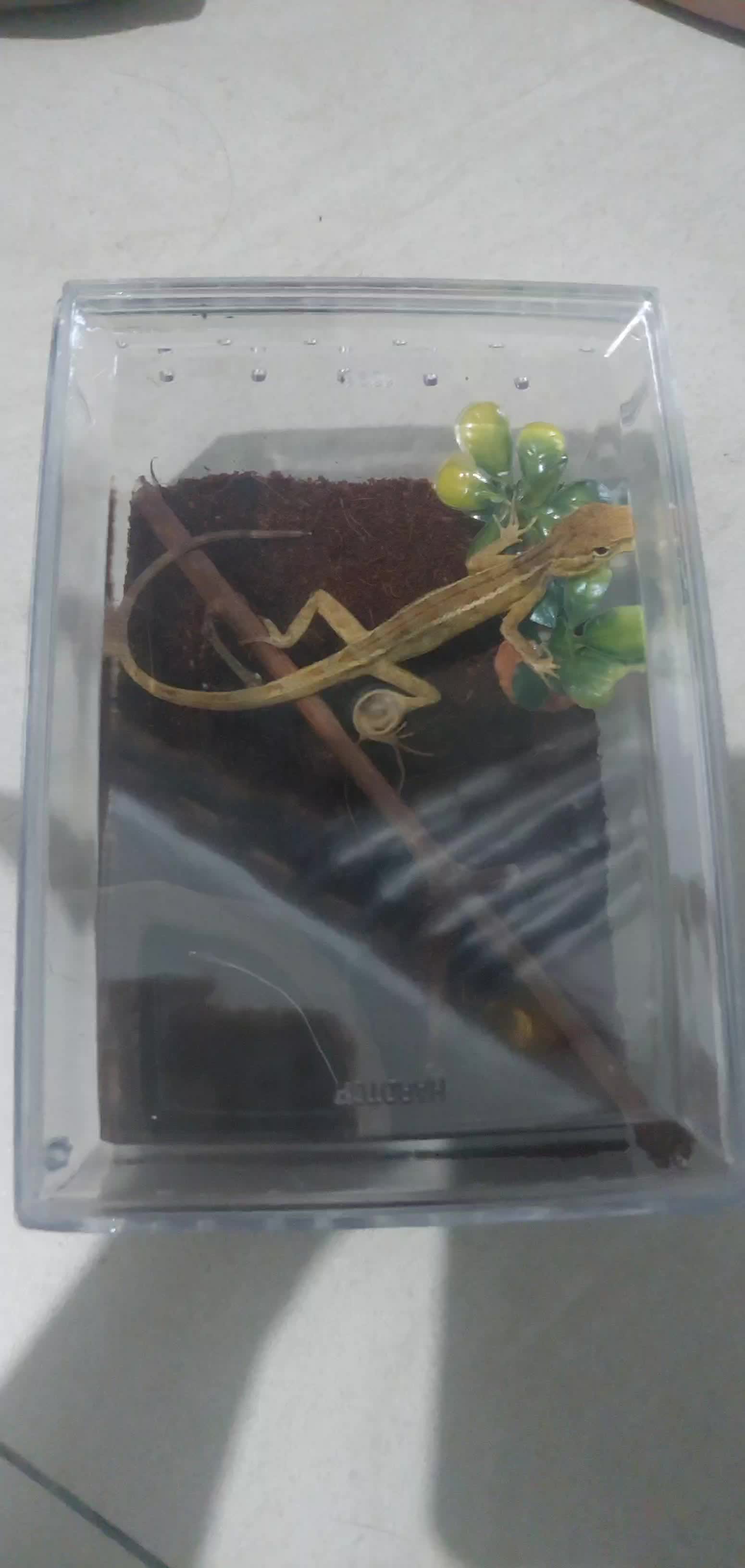 review image 4