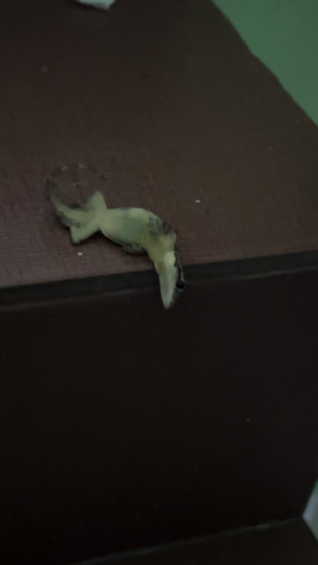 review image 7