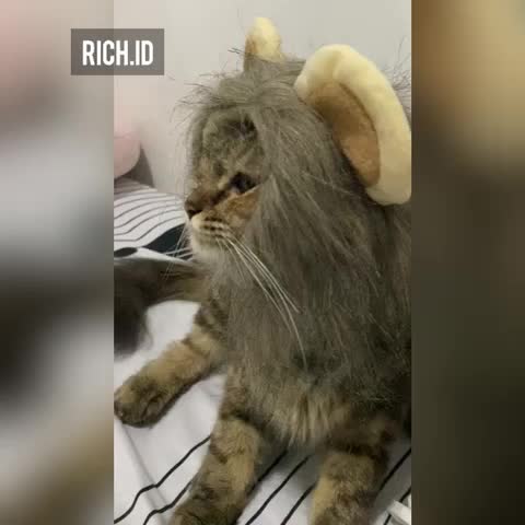 Topi Kostum Kucing dan Anjing bentuk Wig / Rambut Singa