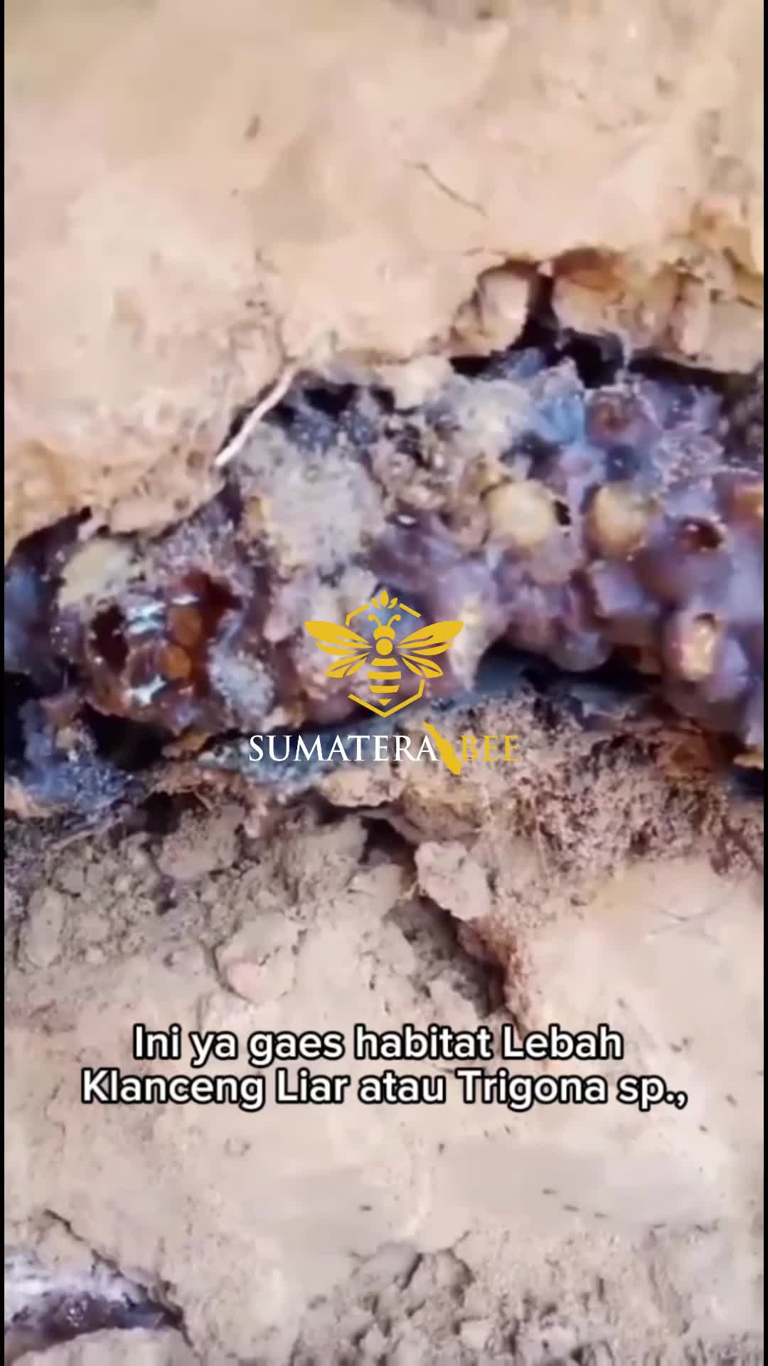 Madu Klanceng Asli 100% Murni Lebah Trigona Liar Sumatera - Madu Propolis Royal Klanceng SumateraBee