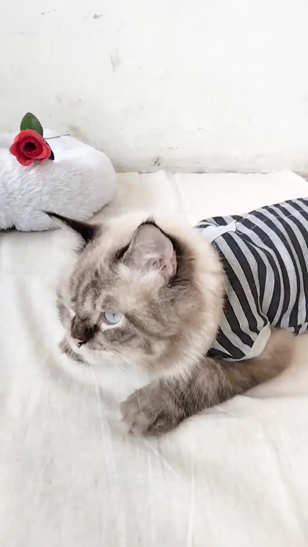 Baju Kucing Recovery Anjing Untuk Steril Pasca Operasi