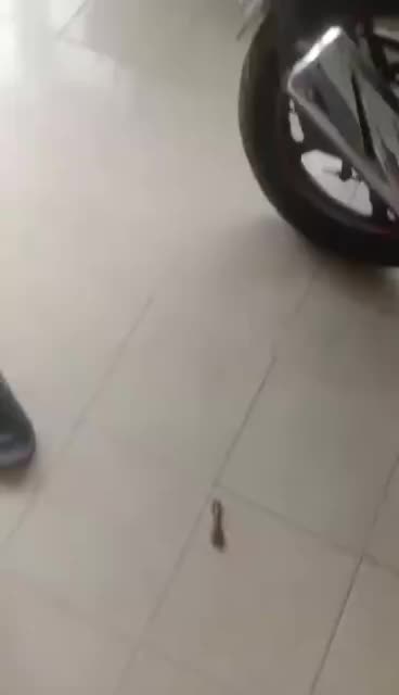 KULIT JOK MOTOR KOMBINASI MBTECH CATUR CAMARO