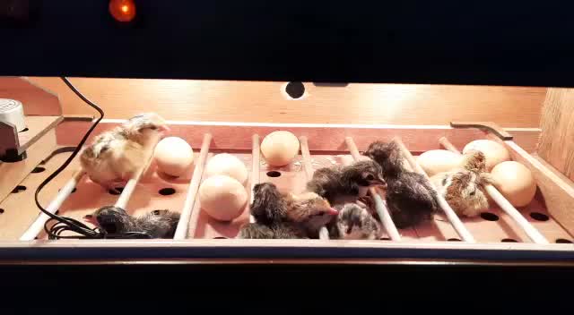 Mesin Penetas Telur Full Otomatis Digital 12 Telur Ayam