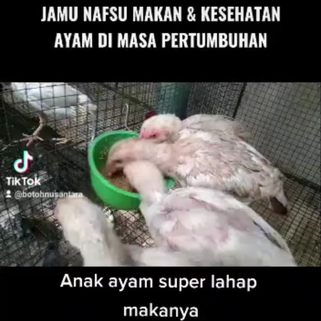 BIOVIT PLUS  BN - Vitamin ayam probiotik cair ayam sehat nafsu makan tinggi