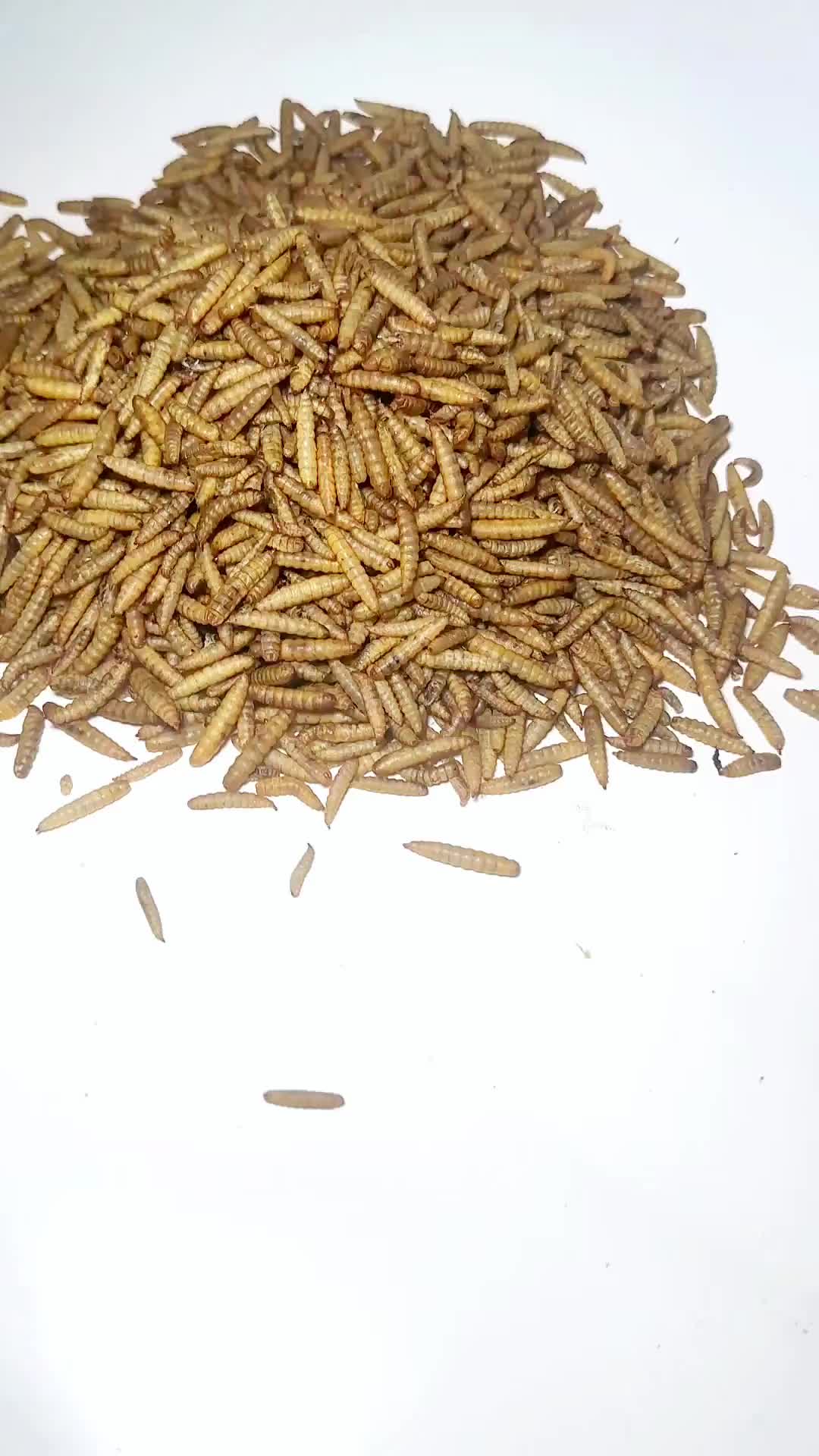 BERRITZ Maggot Kering Bsf Gread Super 500g Pakan ikan,Reptil,kura kura,kura-kura,ayam,landak,burung