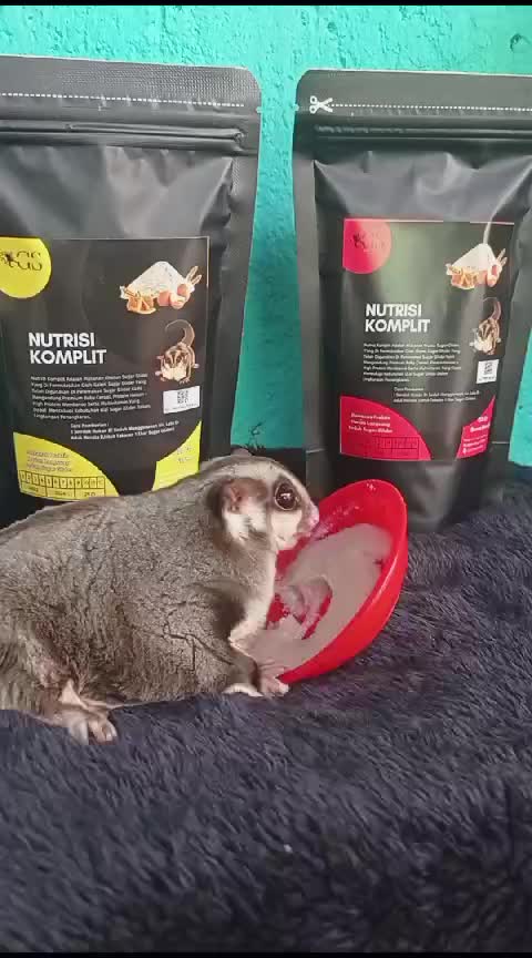 Nutrisi Komplit Makanan Praktis Harian Langsung Seduh Sugar Glider