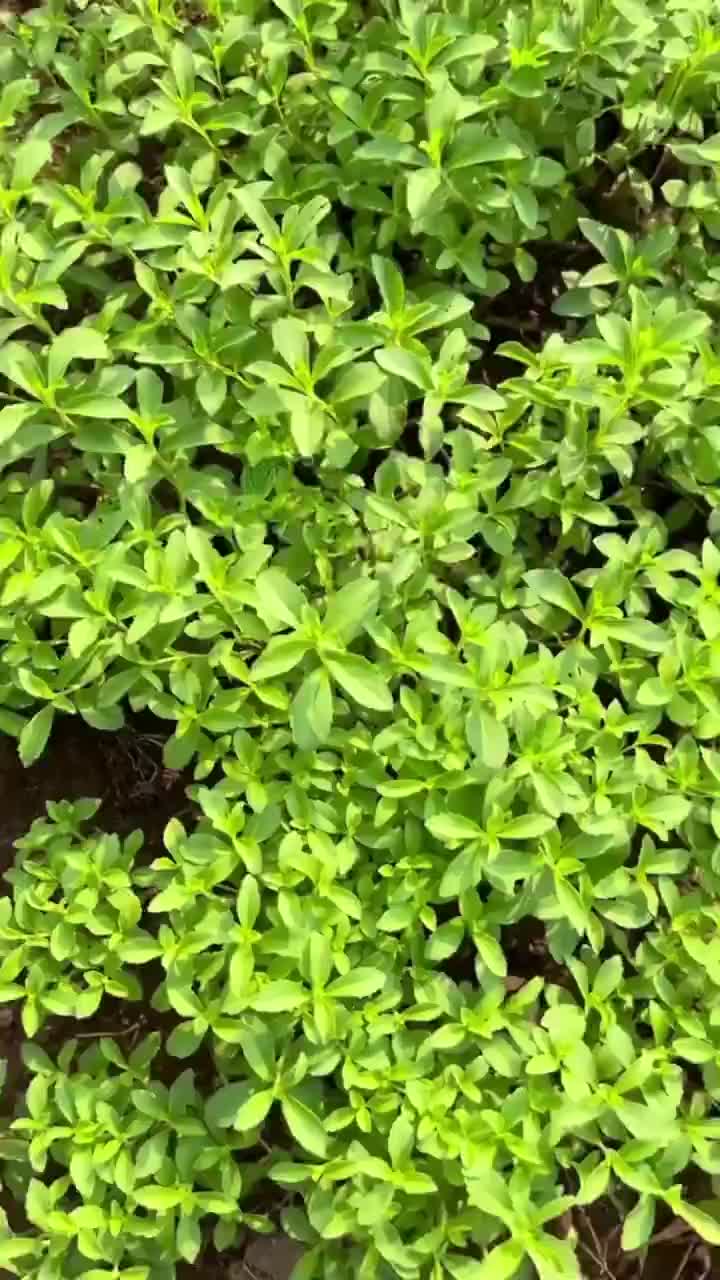 Pemanis Gula Alami Ferswit Stevia 15Ml Asli Daun Stevia Alami