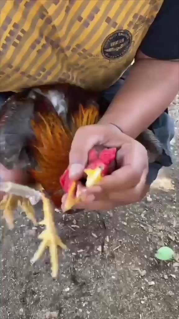 CHIDEX - OBAT NGOROK SNOT FLU RADANG INFEKSI TENGGGOROKAN AYAM ADUAN LAGA