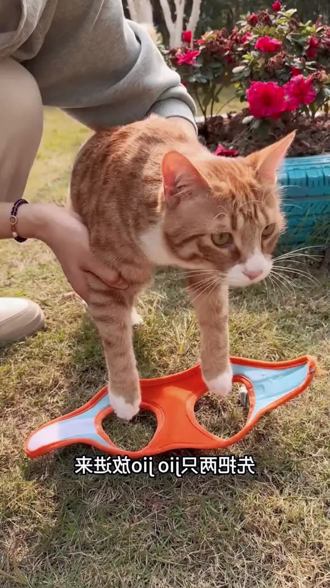 Hewan Harness Tali Rompi Bernapas Kucing Tali Tuntun Reflektif Persediaan Hewan Peliharaan