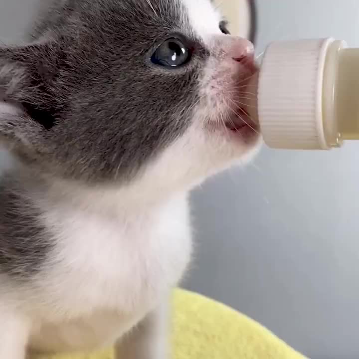 FOLOPETS 【DISKON 20% SEMUA PRODUK】Botol Susu Anti Tersedak  - Untuk Anak Kucing/Anjing Baru Lahir (60ml + Sikat & Dot Inklusif)