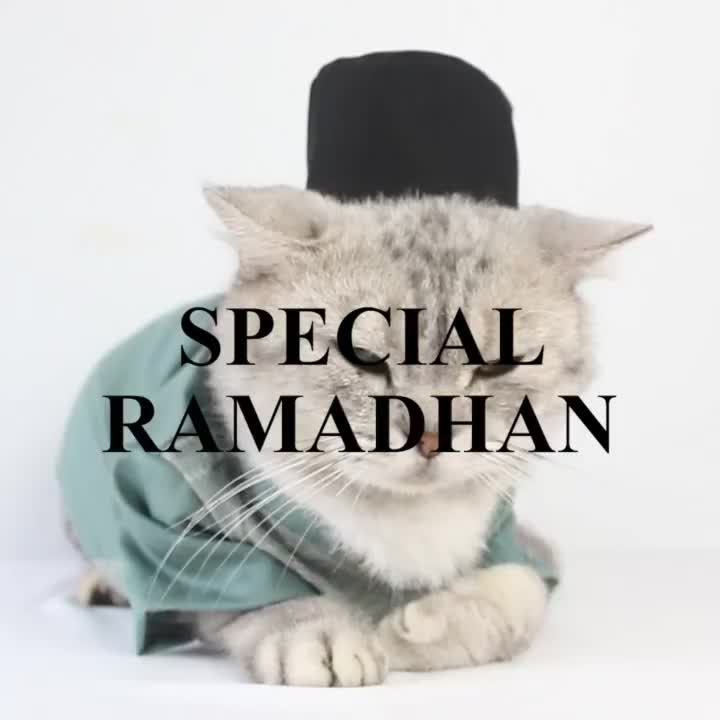 Bukipet Kaifa Koko Shirt - Baju Lebaran Peci Kucing Jantan - Baju Idul Fitri Anak Kucing - LIMITED EDITION