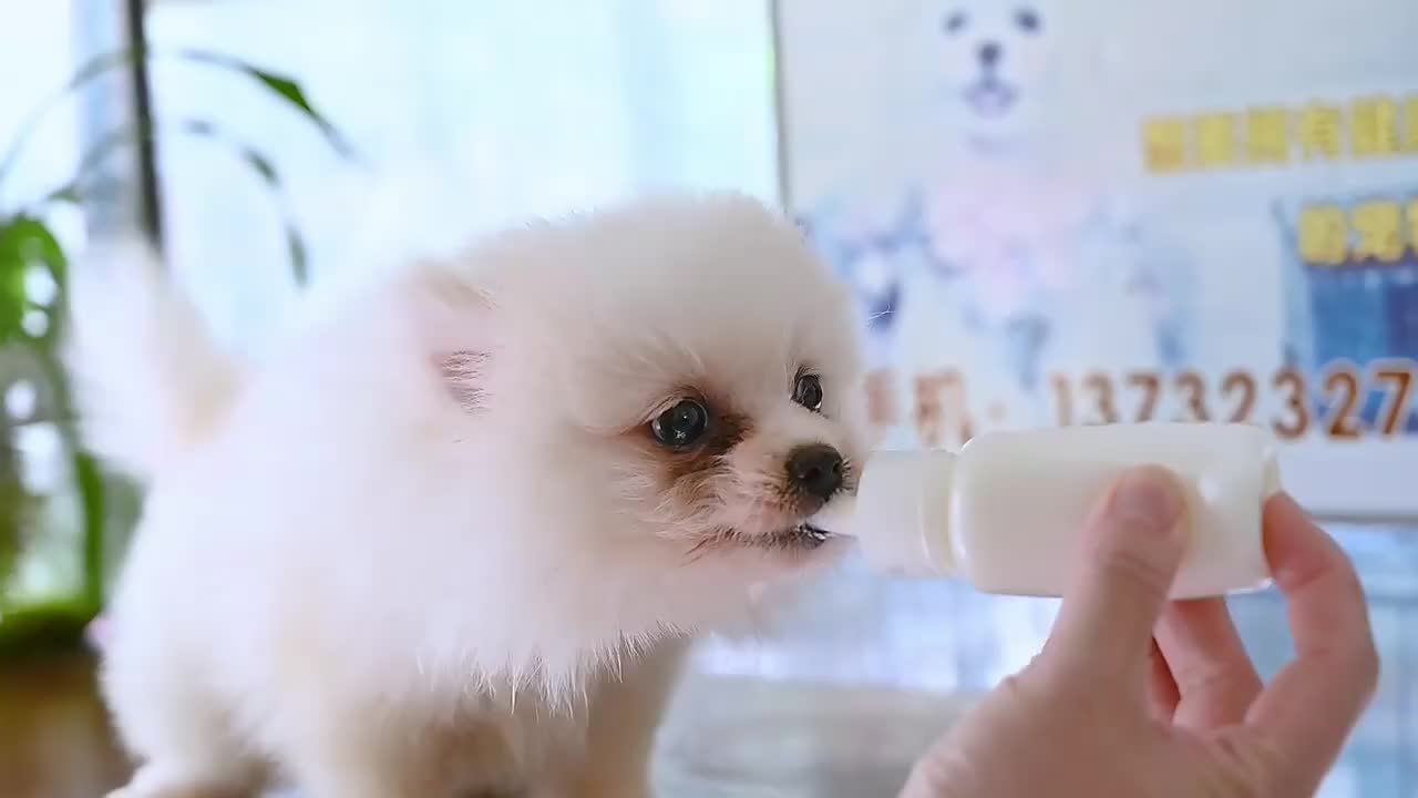 botol dot kucing 60ml  dot anak kucing peralatan air minumbotol anjing dot