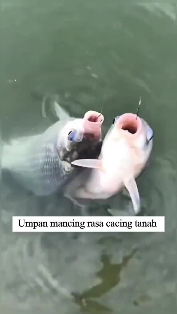 Umpan pancing butiran wangi segar untuk semua jenis ikan, ikan mas, ikan mas crucian, ikan mas rumput dan ikan air tawar