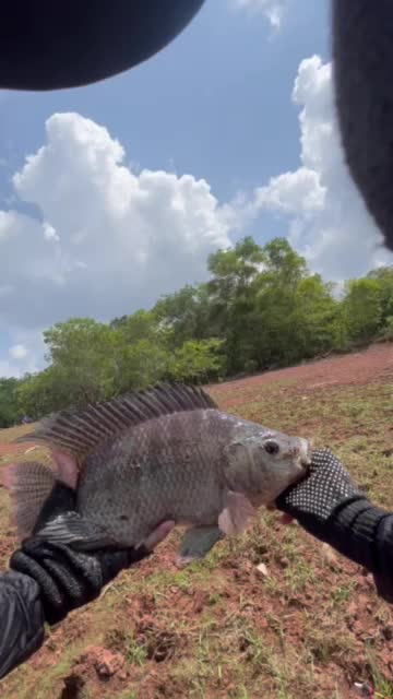 Kail Pancing BM Fishing Store Mata Kail Pancing  Ikan Nila Mata Kail Pancing Marusode