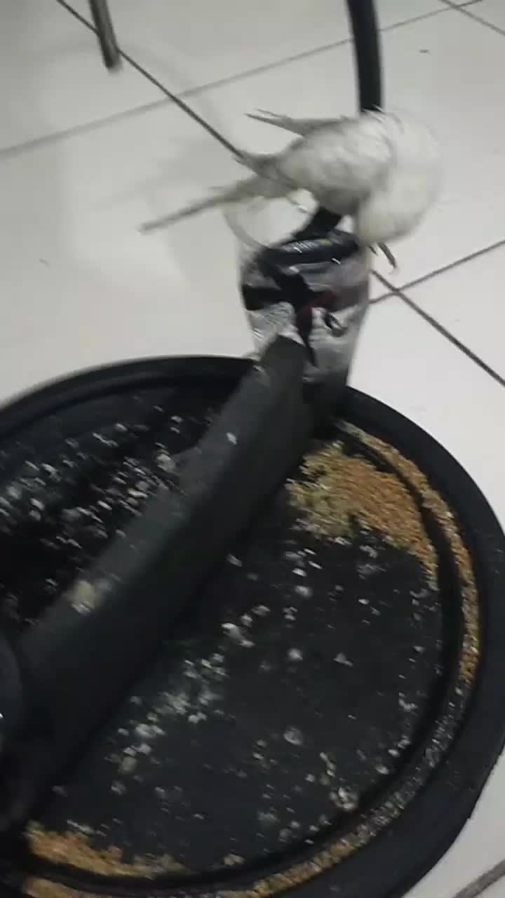 tali burung parkit satin lembut kuat dan anti melintir
