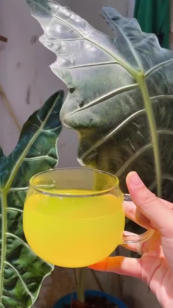 【BPOM】TEH RIMPANG SYIFACARE Celup Rempah Rimpang Kunyit Jahe Sereh Ala JSR Herbal Alami Original