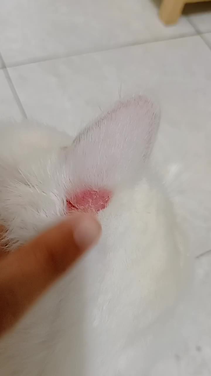 Free-Bies Spray by Golden Paw Obat Kulit Ampuh Untuk Semua Penyakit Kulit Anabul