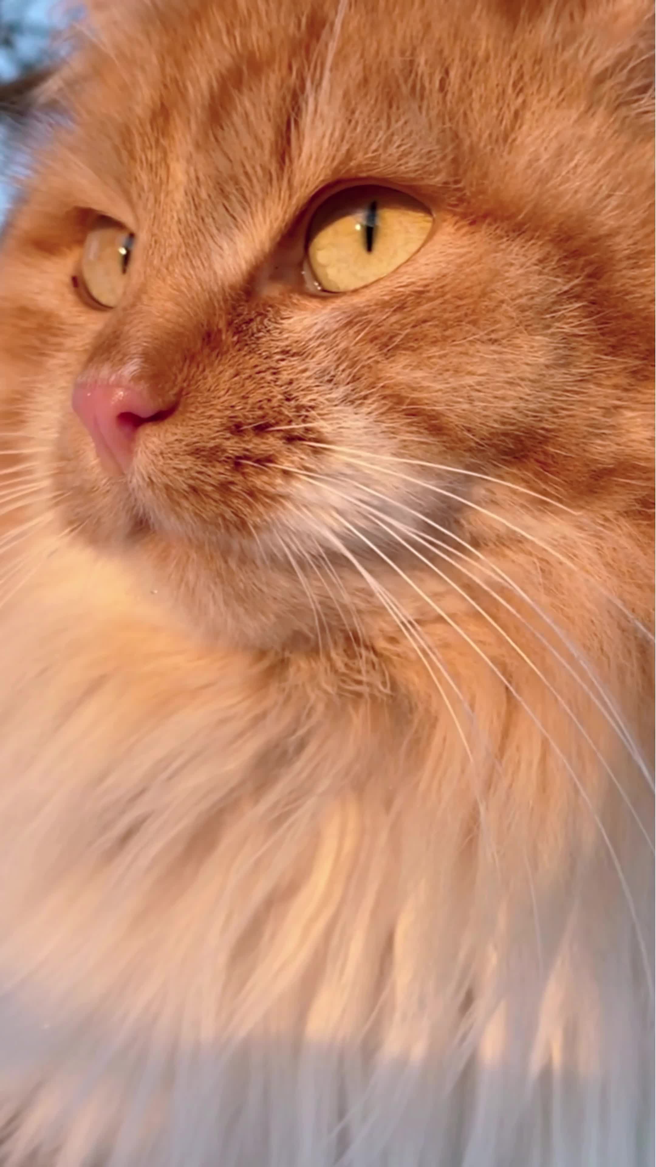LUMIPET Tetes Mata Kucing dan Anjing Mengatasi Mata Kering, Iritasi Sakit Mata Merah, dan Gatal Anti Radang Infeksi Belekan