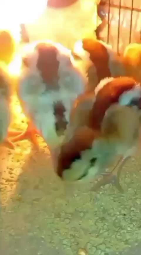pur makanan ayam pedaging