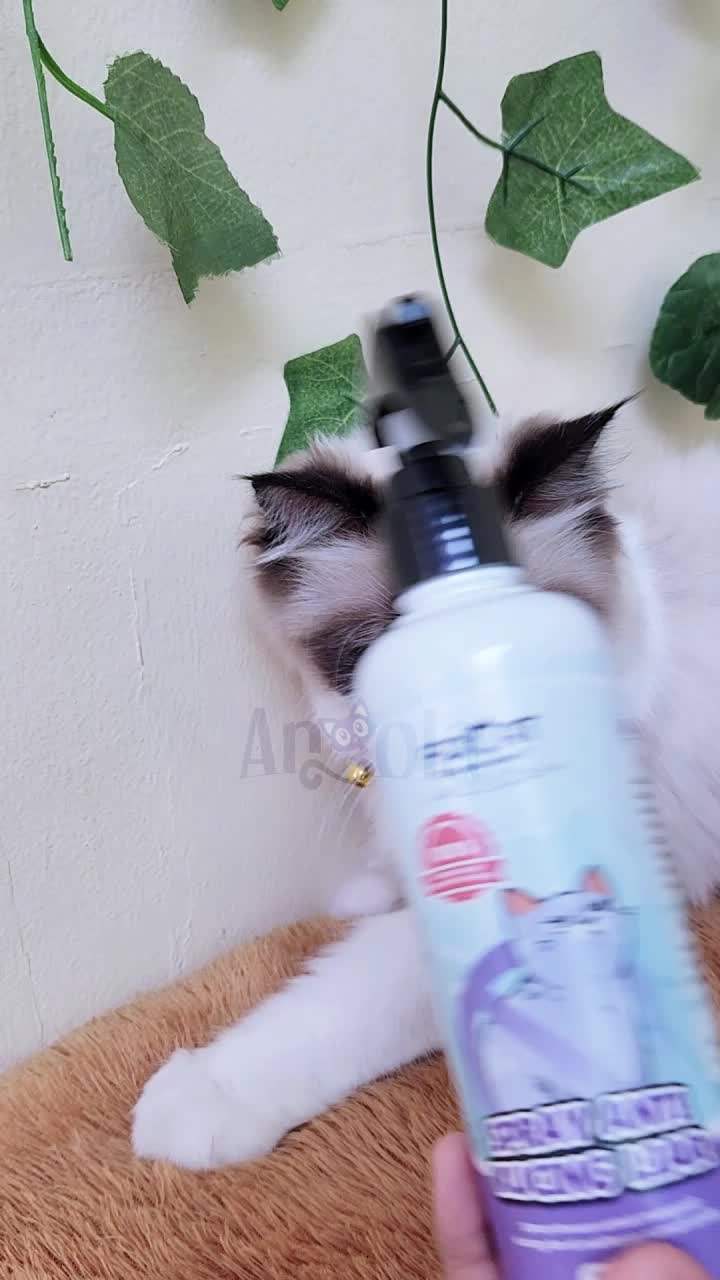 ANGOLA Spray Cat Training N11 Efektif Melatih Mendisiplinkan Pee Poop Kucing Liar Anabul Tidak Beracun 250ml
