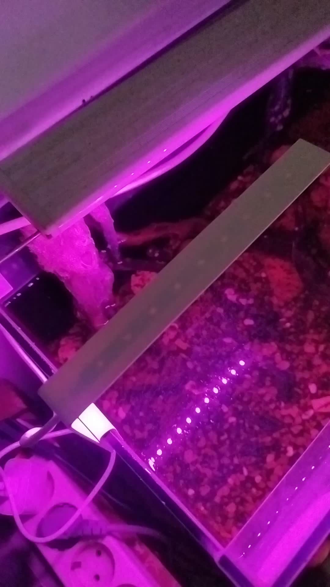 Lampu Akuarium Lampu LED Soliter Cupang Lampu LED Mini Aquarium Lampu