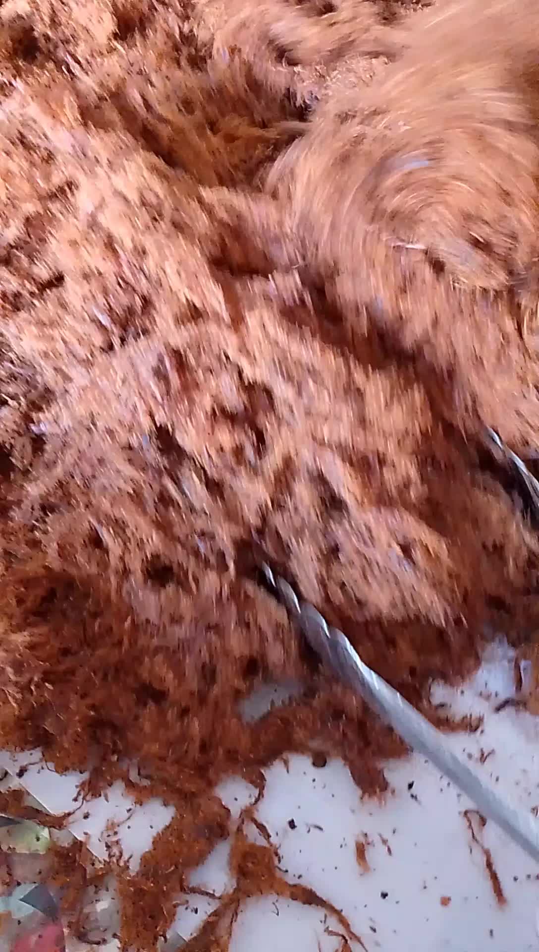 abon sapi keju dan balado bu siti