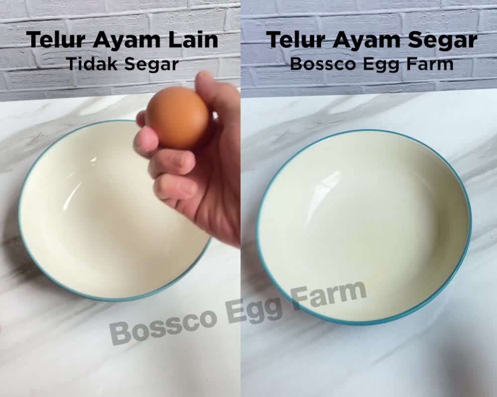 Telur Ayam Negeri Segar Grade A 30 butir ( 1tray ) telor ayam premium