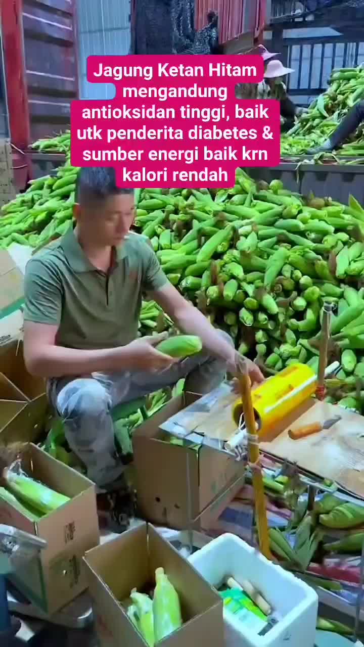 kemasan premium 120 butir biji benih jagung manis hitam jepang lumer