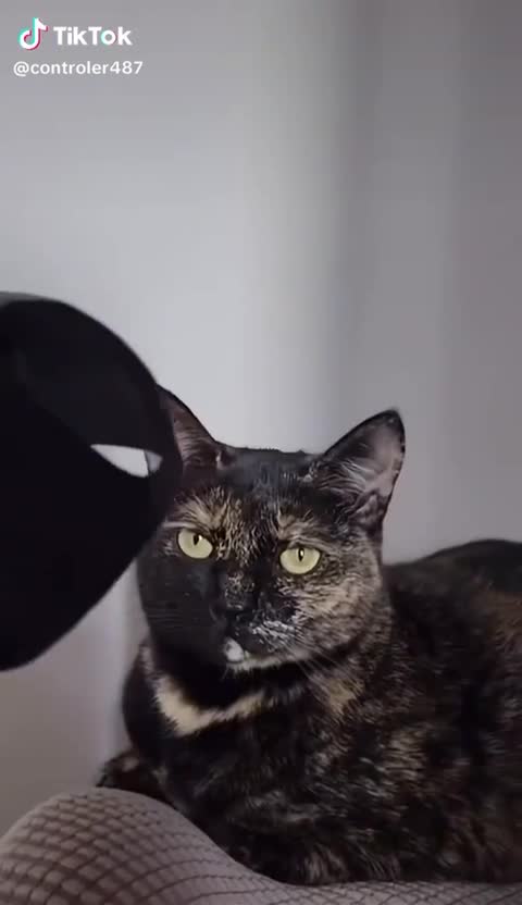 Topeng Batman Kucing Mainan Kucing Batman Cat Lucu & Menggemaskan untuk Kucing Kesayangan Anda Mainan Menyenangkan untuk Bermain Sepanjang Hari