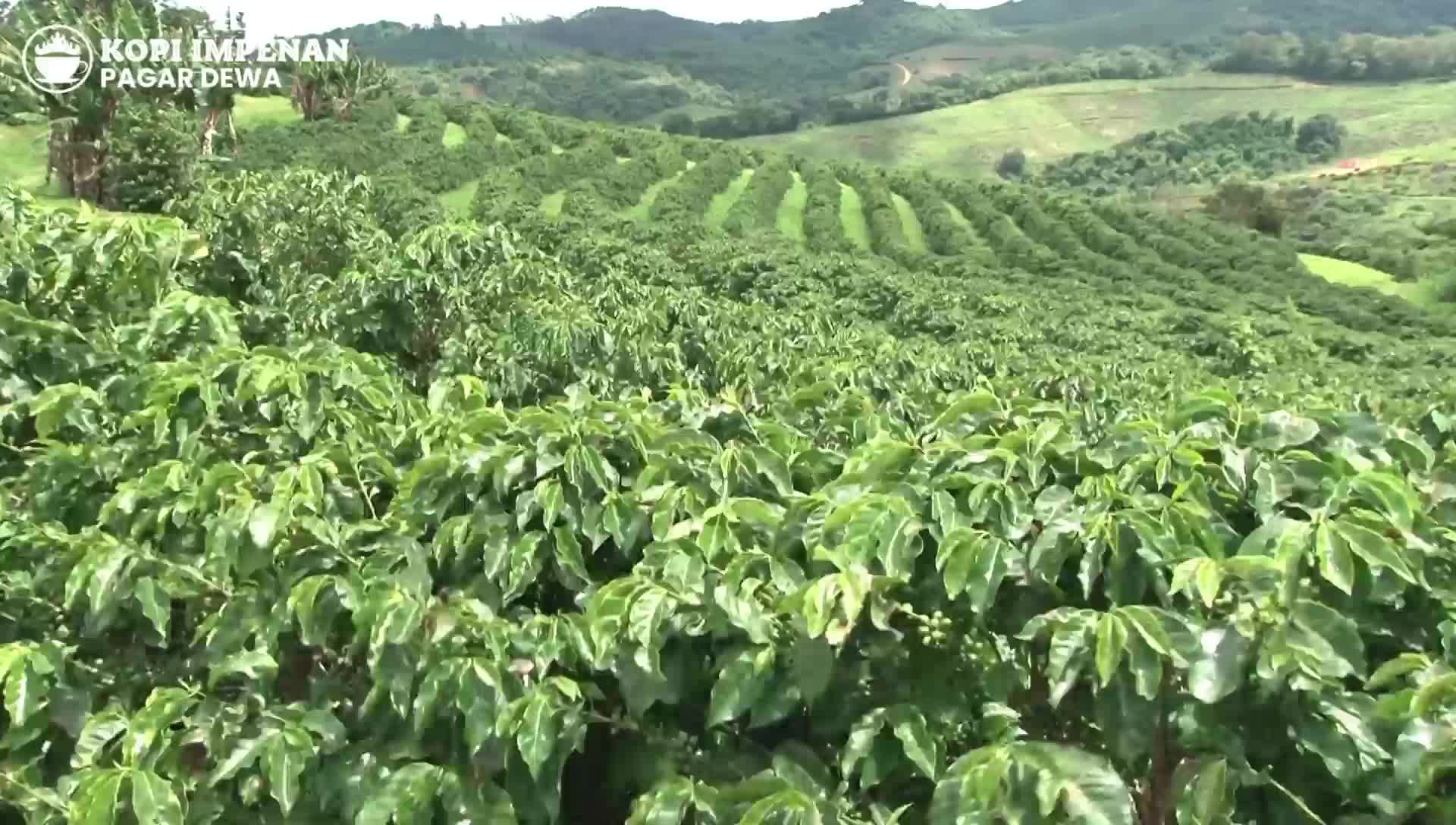 Kopi Bubuk Robusta 200 grm
