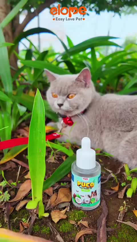 ELOPE PAKET BUNDLING PUCO SIKAT PEMBERSIH GIGI JARI PENGHILANG PERAWATAN BAU MULUT KUCING ANJING VIRGIN COCONUT OIL FINGER TOOTHBRUSH PET