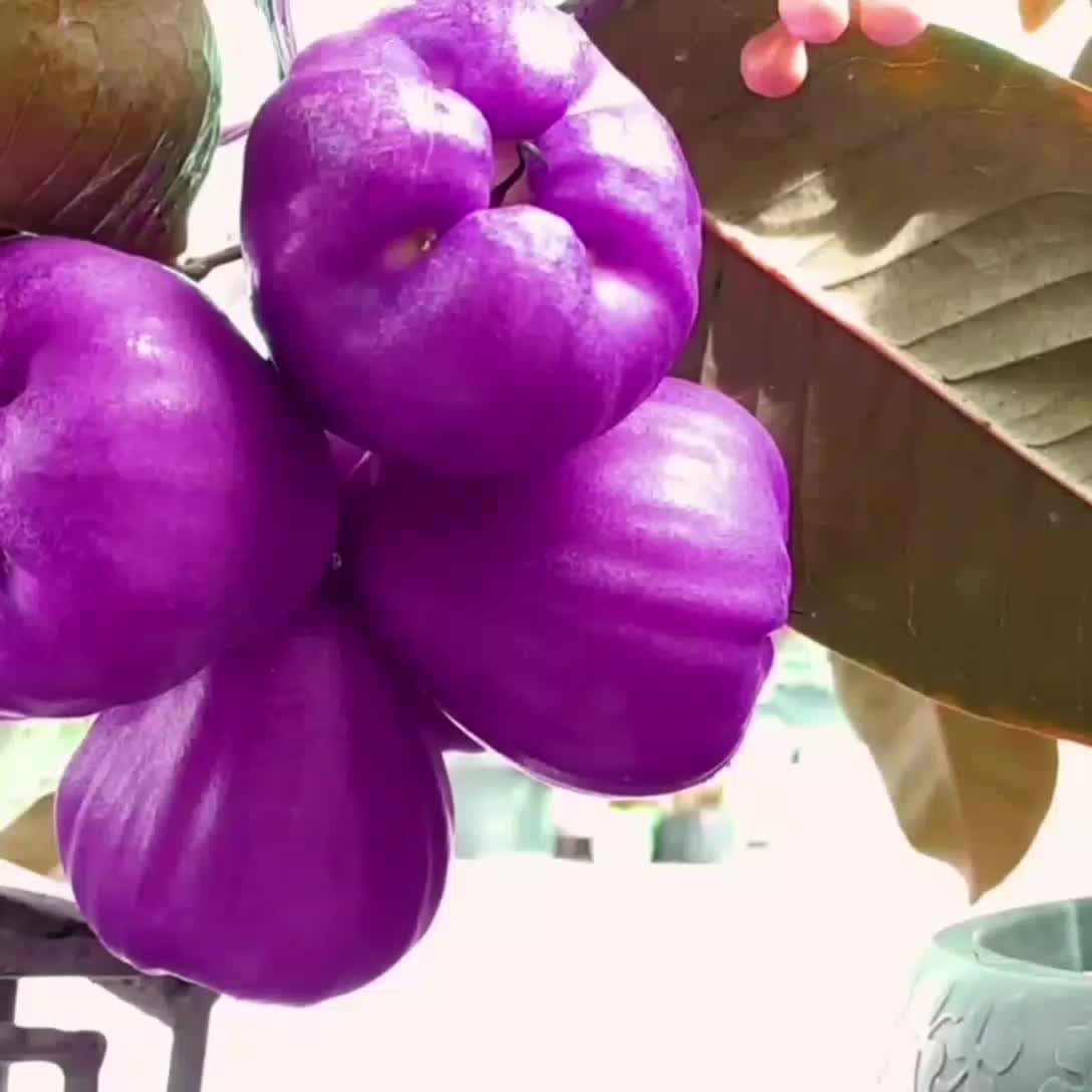 Beli 1 Dapat 2 Bibit Jambu Air Citra Ungu Okulasi Berkualitas