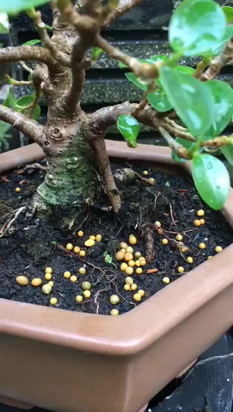 Pupuk Dekastar 17 11 10 Pupuk Osmocote Pupuk Tanaman Bonsai Anggrek Aglonema Repack 150gram Pupuk Nutrisi Daun Kalium