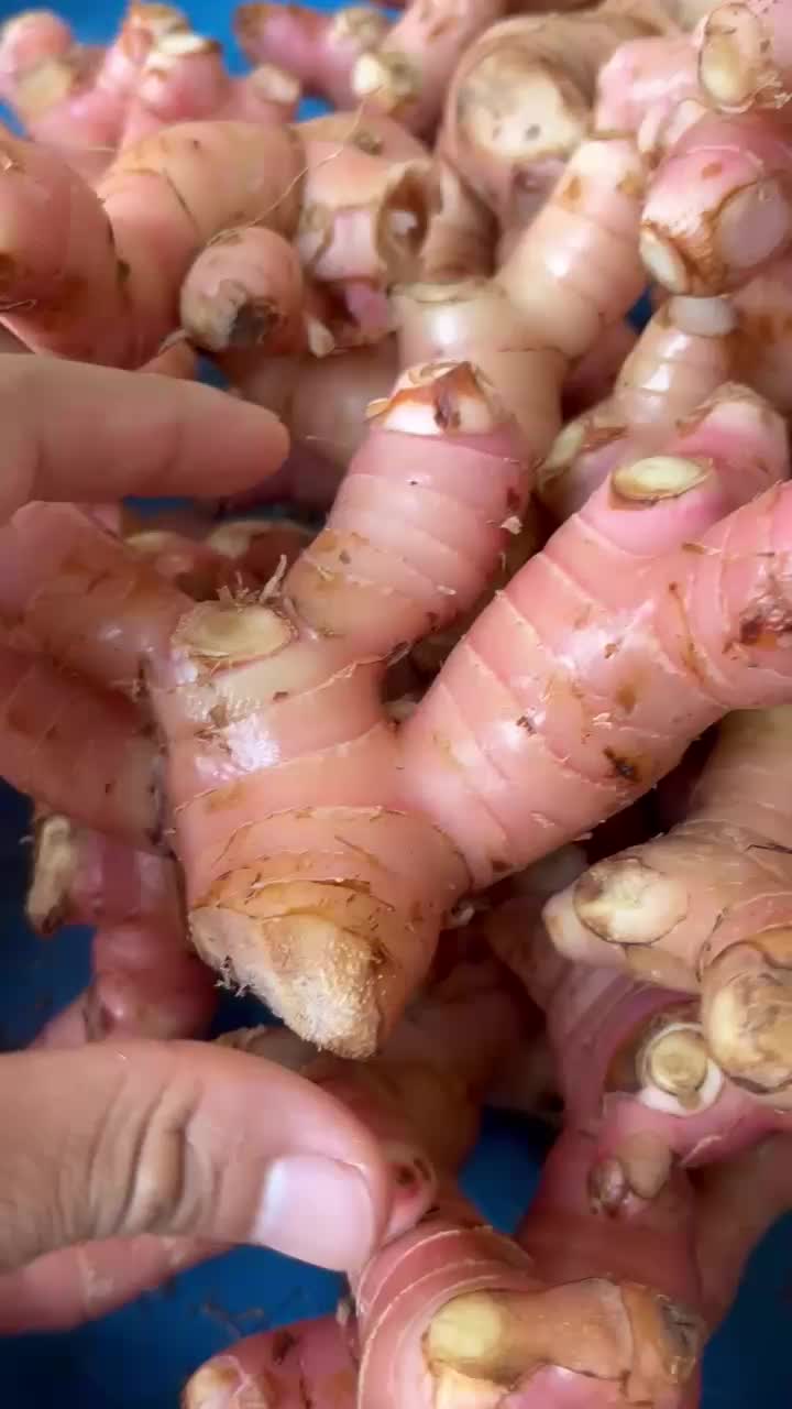 Lengkuas Laos Bogor | Laja Bogor Segar Sudah Dicuci Fresh
