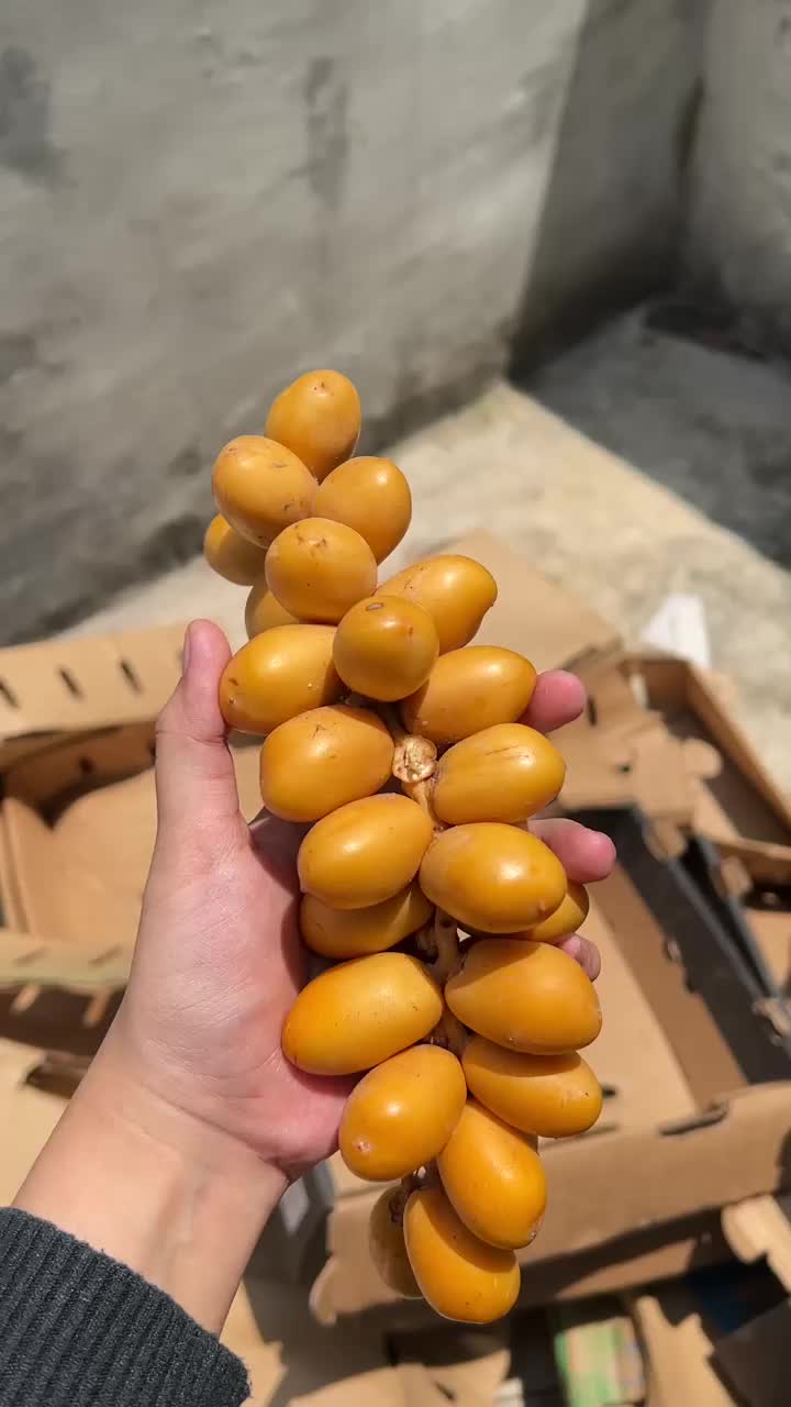 Makanan Paket'' Buah Kurma Kurmud Muda Kuning