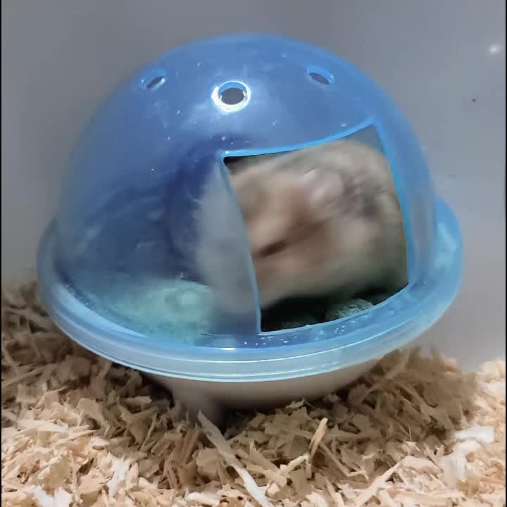Hamtoro / Tempat Mandi HamsterUFO Bulat Mainan Tempat Pup / Perlengkapan Hamster / Mainan Hamster