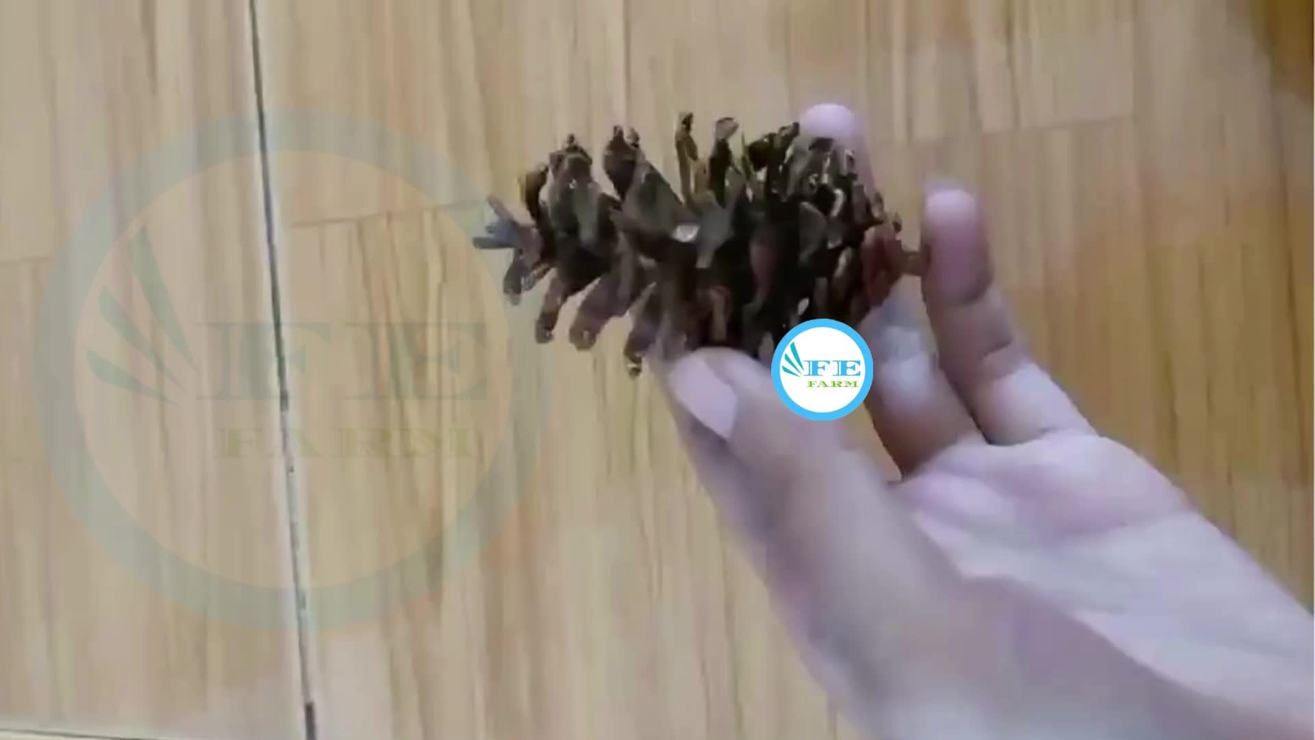 Mainan Gigitan Aman Burung Kerucut Pinus Untuk Parkit Bunga FEFARM