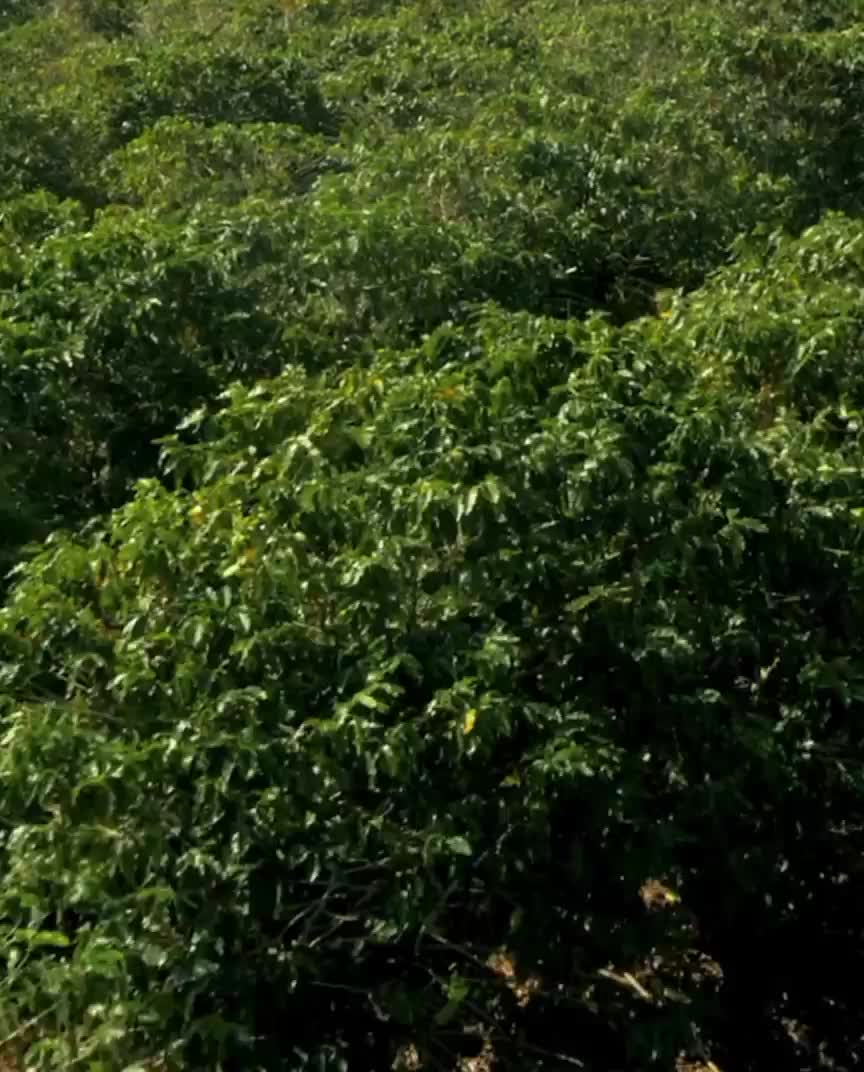 Kopi Bubuk Urang Sunda 500 grm Bogor