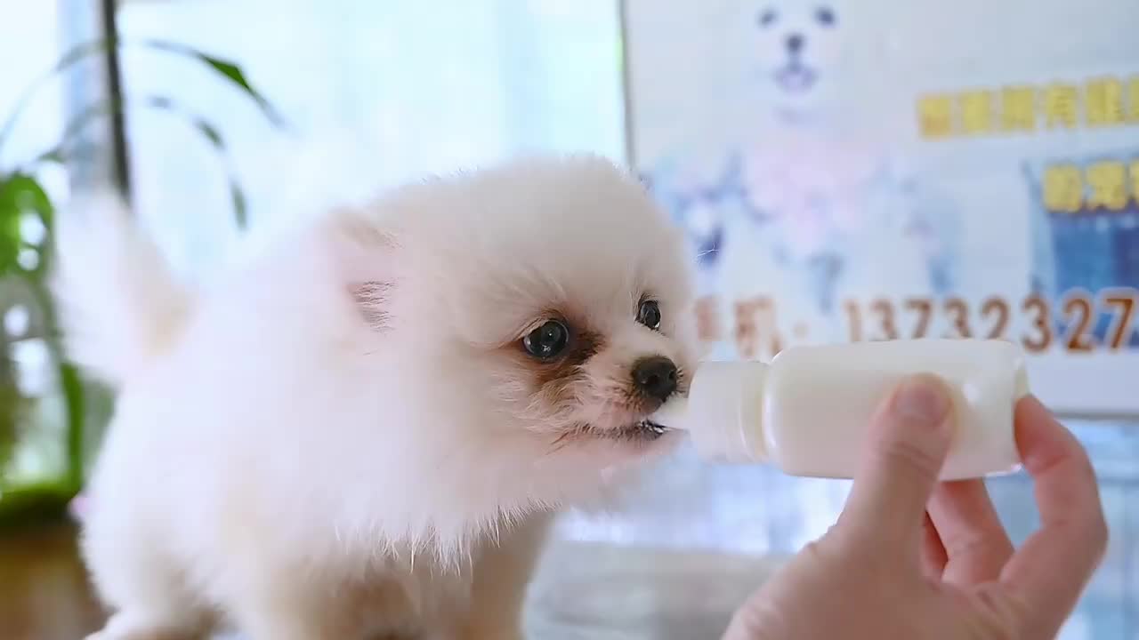 Pet Feeding Bottle Cat dog and feeding bottle 60ML pet water and drink equipment