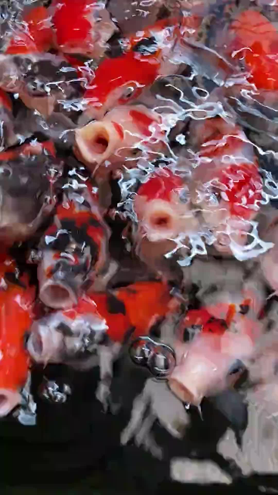 MICRO-MIX 1000 ml Bakteri Starter  Untuk Koi, Penjernih Air dan Pengurai Amonia Pada Akuarium, Aquakulure, Kolam Ikan Koi dan Ikan Hias Air Tawar