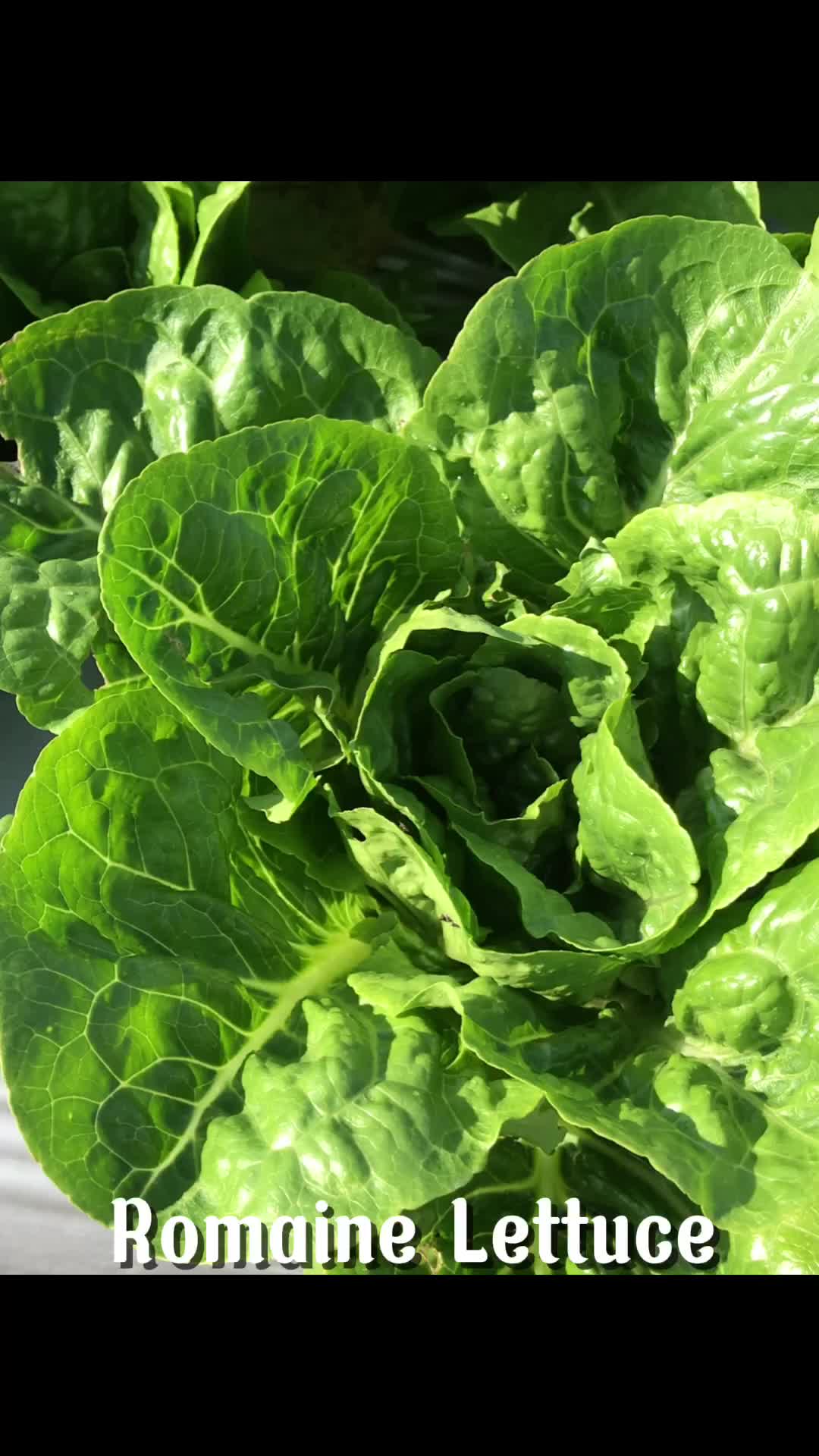 Sayur Romaine Lettuce Organik Inagreen 250 Gram Bandung