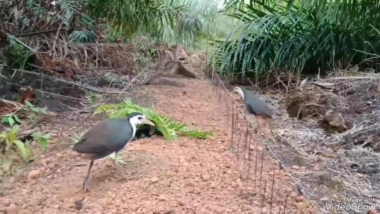 Jerat Racik gantung jebakan burung 4 gulung 84 mata 1 kali masuk jerat gax bisa keluar ruak ruak, Wak wak, belibis kareo ayam hutan Anti badai dan anti kusut