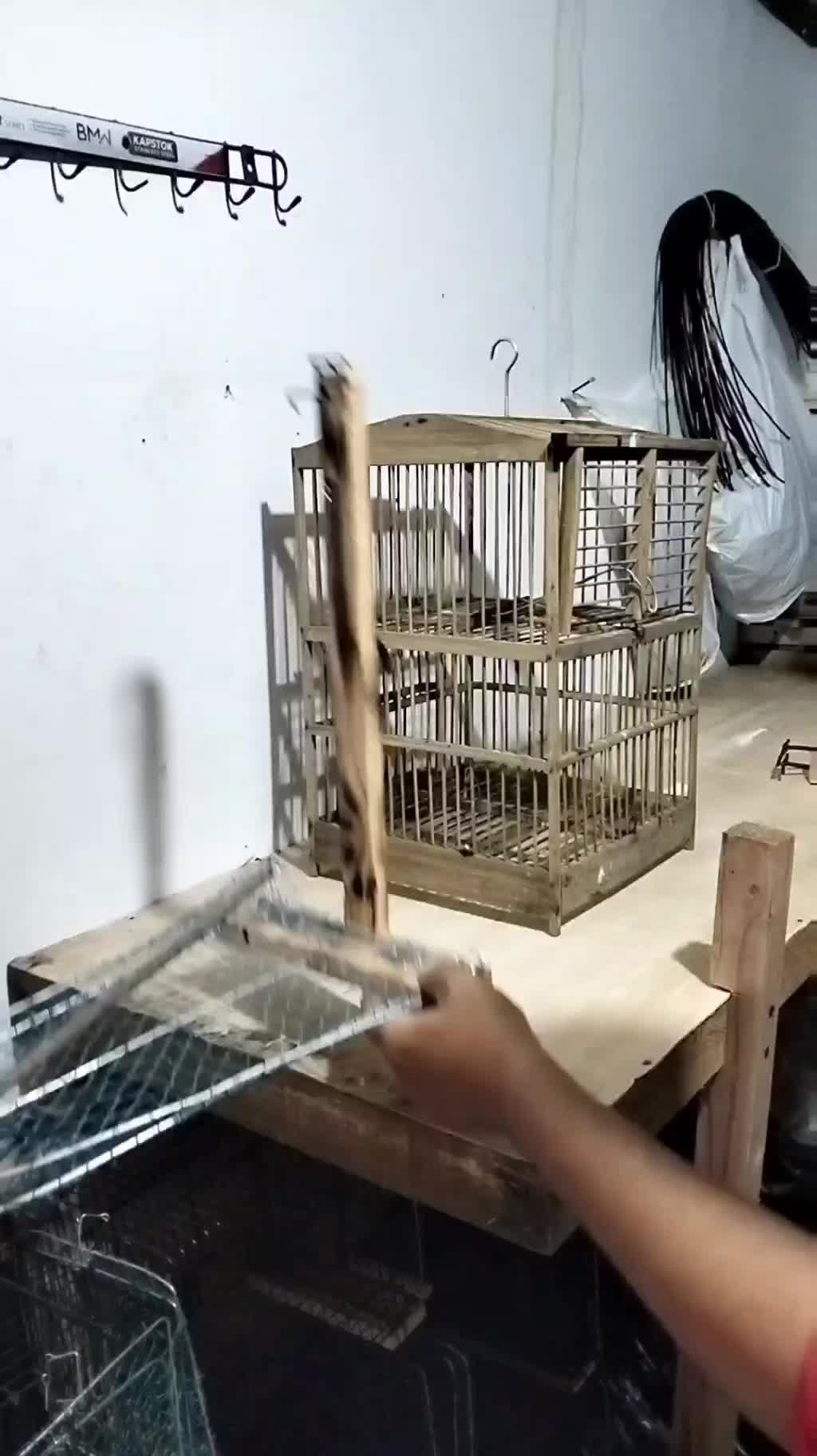 jebakan burung tempel di sangkar
