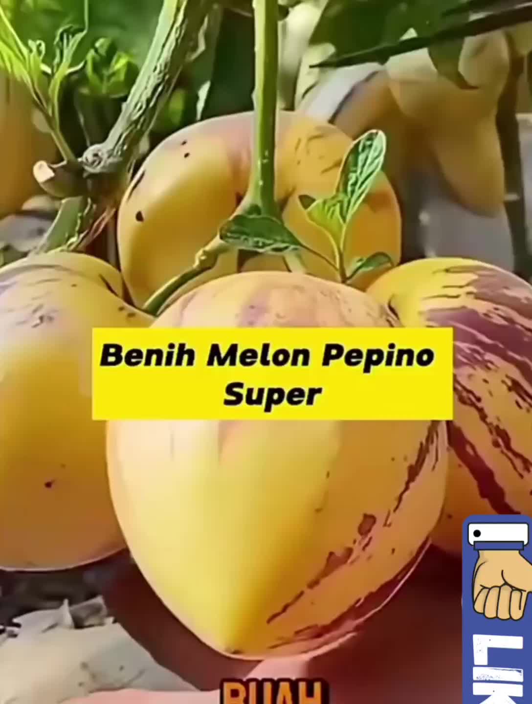 Benih Buah Pepino Kuning Import, Isi 100 Butir Bibit Tanaman